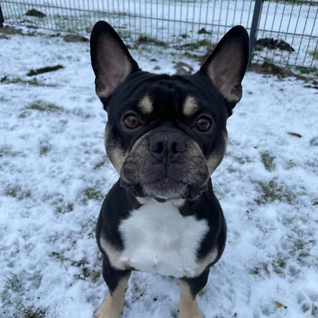 In't Noord Apartament